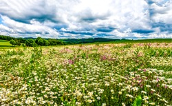 Summer meadow flower landscape.  Medow field grass