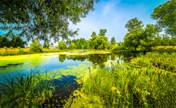 Summer green rural pond landscape