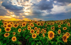 A field of sunflowers at sunset. Sunflower field at sunset. Sunset sunflower field. Sunflower field landscape at dusk