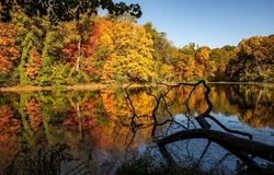 Forest pond in autumn foliage. Autumn forest pond. Pond in autumn forest. Beautiful autumn forest pond