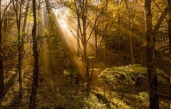 Sunlight in the autumn forest. Forest sunbeams. Sunrays in dark forest. Sunbeams and shadows in forest