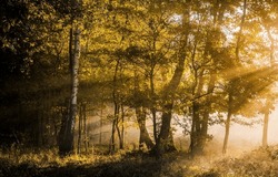 The sunrays in the autumn forest. Autumn forest sunbeams. Forest sunbeams in autumn. Autumn forest in morning