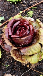 Red, yellow leafy plant in a vegetable garden. Vegetable leafy plant red and yellow in a shape of rose.
