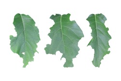 Set of leaf with holes isolated on white background. Green leaves are eaten by worms or pests. Object with clipping path.