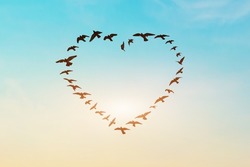Silhouette of flying flock birds in shape heart against blue sky background.