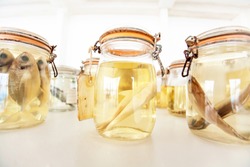 Sea fish specimens preserved in glass jars, sea fish specimens preserved in glass jars of formalin in museum shelves. Jarred animals in a scientific collection of ichthyology museum.
