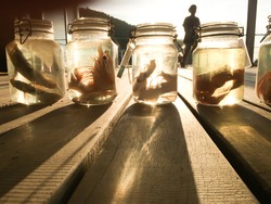 Specimen of sea fish preserved in glass jars at the open-air museum, jarred animals in a scientific collection of ichthyology museum. Kung Krabaen, Chanthaburi, Thailand. Selective focus.