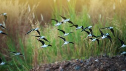 A flock of black-winged stilt flying over a lake during great migration in Asia. Migratory wild birds. Bird migration. Motion blurred.
