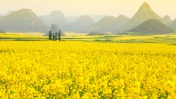 Scenery yellow mustard flowers fields in full bloom in springtime. Blooming mustard flowers fields in the morning mist. Mountains range blurred in the background. Rural scene in South China.