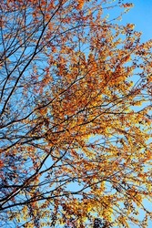 Bright orange leaves of the wild trees against the blue sky on a winter morning, abstract shapes of the twigs and branches. Low angle view.
