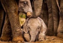 Baby African elephant under the protection of the adults in the herd