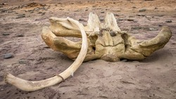 Bones of a whale at Skeleton Coast, Namibia.