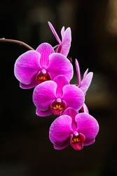 Pink, purple colored moth orchid with selective focus and blurry background. Its common name is phalaenopsis orchid which is popular species of orchidaceae family of flowering plants.