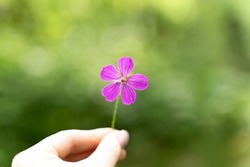 Pink flower in a female hand. Symbol of generosity, hope, care. Spiritual concept