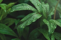 green peony leaves with raindrops