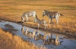 Two large zebras and one small zebra are reflected in the water. They are located in the biosphere reserve 