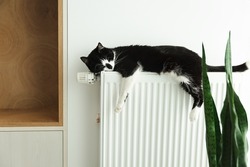 The cat lies on a heating radiator. The cat warms up on the battery