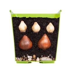 Flower bulbs of tulips and grape hyacinths in a cross section of a flower pot isolated on white background