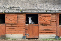 White horse in a stable looking out over half open dutch door.
