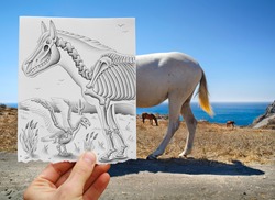 Mixed media image showing a hand-held piece of paper with a pencil drawing depicting X-ray like internal structures, bones and skulls of a horse and bird with a nice seascape in the photo background.