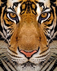 Close-up detail portrait of tiger, Beautiful face portrait of tiger. Striped fur coat.
