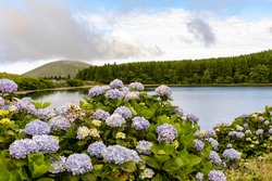 Beautiful crater lake - Lagoa da Lomba - with the typical island hortensia on Flores Island in the Azores. Flores is part of the Azores, an island group in the Atlantic belonging to Portugal.