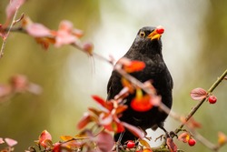 Blackbird with a red berry in it's yellow beak, perched in a tree with red leaves.