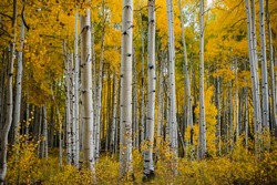 Fall foliage in Aspen Grove, Colorado, USA