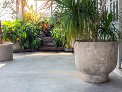 Large round concrete pot with green leaves on cement floor near the green tropical garden with sunshine in the morning with copy space.