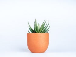 Green succulent or aloe vera plant in small round terra cotta pot isolated on white background.
