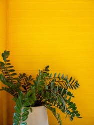 Green leaves. plant in big concrete pot at the room corner on yellow wood plank wall background with copy space, vertical style.