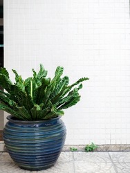 The green leaves in big blue ceramic, earthenware plant pot on stone tiles floor decoration in front of the white mosaic wall background with copy space, vertical style.