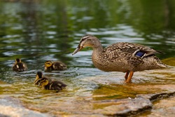 Duck's family. Mallard duck female, Anas platyrhynchos, with six baby ducklings paddling in water. Mother duck swimming with newly hatched baby ducks. Duck on the water. Mallard bathing. 