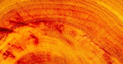 Background texture of plum fruit tree in macro photography. Recognizing fruit on a tree using texture properties and color data