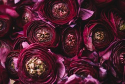 Beautiful tender blossoming dark purple Ranunculus flowers texture, close up view