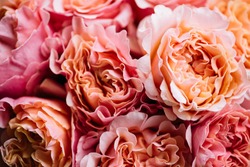Beautiful blossoming pink curly roses texture, close up view