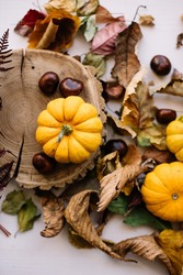 Beautiful autumn themed outlay: small orange pumpkins, autumn leaves, chestnuts, wooden slab on the white background, top view, flat lay