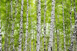 background of birch forest trees green spring