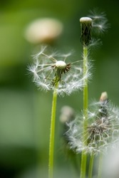 Fluffy white dandelion on a blurry background of nature