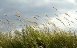 feather grass against the sky