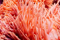 Flower sea living coral and reef color under deep dark water of sea ocean environment.