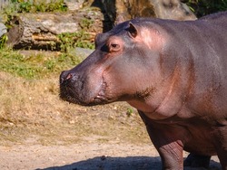Side view of a mature giant hippo