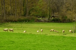 Jouy le Moutier, France - april 6 2023 : sheep in the Ecancourt educational farm