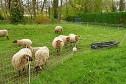 Jouy le Moutier, France - april 6 2023 : sheep in the Ecancourt educational farm