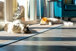 Two cats, a short hair gray and white tabby and a long hair orange and white long hair sleep in the sunlight of a large glass window inside a home. Selective focus on gray white tabby.