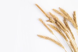 Ripe wheat ears on a white background. Autumn harvest concept.