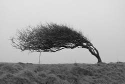 A single bent tree, weathered by strong coastal winds. Monochrome landscape photography in black and white.