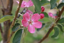 Dark pink apple blossom from a new red-fleshed cultivar in springtime. 