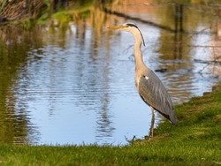 A great blue heron stands in the sun at the water's edge