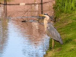 A great blue heron stands in the sun at the water's edge